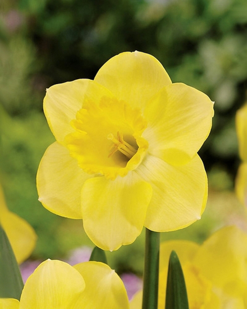 narcis met een weelderige, zachte citroengele kleur, die ongeveer 35 cm hoog wordt.